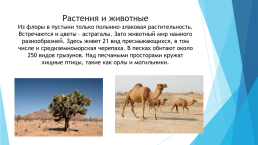 Природные зоны России- пустыня., слайд 4
