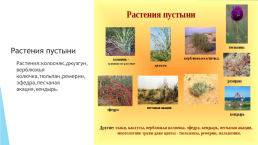 Природные зоны России- пустыня., слайд 6