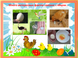 Куриное яйцо и его секреты, слайд 12