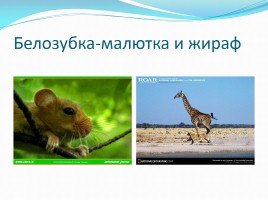 Млекопитающие, слайд 2