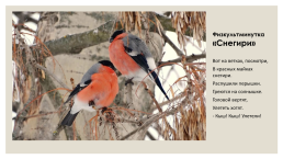 Зимующие птицы, слайд 19