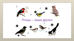 Зимующие птицы, слайд 23