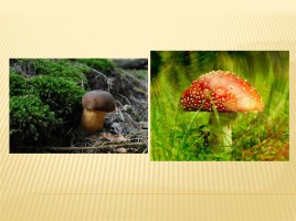 В лес за грибами, слайд 2
