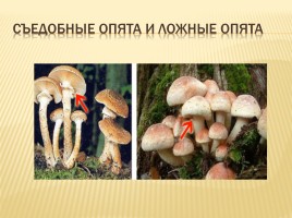 В лес за грибами, слайд 4