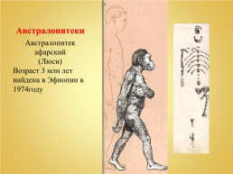 Урок биологии тема «Происхождение человека», слайд 16