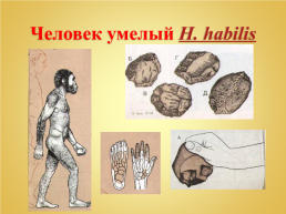 Урок биологии тема «Происхождение человека», слайд 19