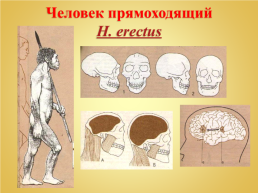 Урок биологии тема «Происхождение человека», слайд 20