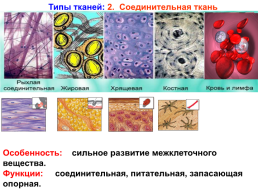 Тема урока: «Клетки и ткани человека», слайд 8