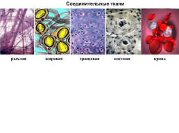Тема урока: «Клетки и ткани человека», слайд 9