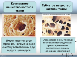 Тема урока «Форма, строение, состав и свойства костей, рост костей. Типы соединения костей», слайд 10