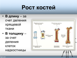Тема урока «Форма, строение, состав и свойства костей, рост костей. Типы соединения костей», слайд 12