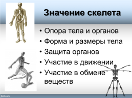 Тема урока «Форма, строение, состав и свойства костей, рост костей. Типы соединения костей», слайд 3
