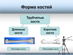 Тема урока «Форма, строение, состав и свойства костей, рост костей. Типы соединения костей», слайд 4