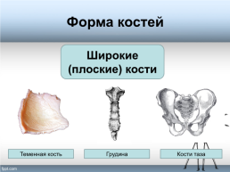 Тема урока «Форма, строение, состав и свойства костей, рост костей. Типы соединения костей», слайд 5