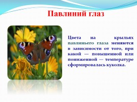 Исследование «Почему у бабочек разноцветные крылья?», слайд 11