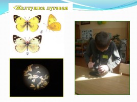 Исследование «Почему у бабочек разноцветные крылья?», слайд 5