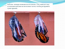 Исследование «Почему у бабочек разноцветные крылья?», слайд 7