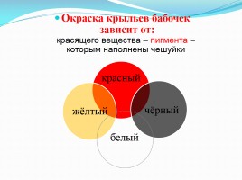 Исследование «Почему у бабочек разноцветные крылья?», слайд 8