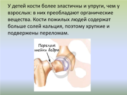 Значение опорно-двигательного аппарата. Кости человека: строение, состав их соединение и устройство суставов, слайд 9