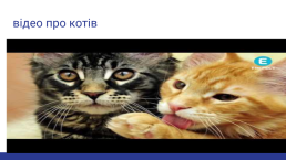 Цікаві факти про котів, слайд 4