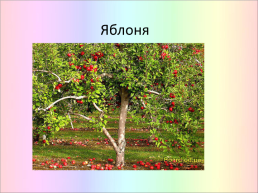 Яблоня, слайд 1