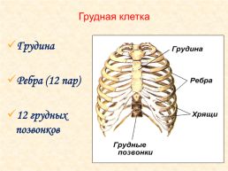 Скелет головы и туловища человека, слайд 16