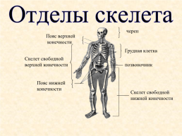 Скелет головы и туловища человека, слайд 3