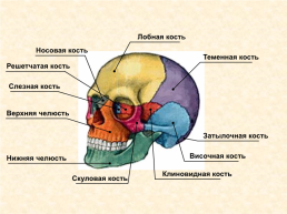 Скелет головы и туловища человека, слайд 7