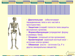 Скелет конечностей, слайд 14