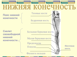 Скелет конечностей, слайд 6
