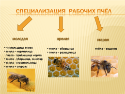 Проект по окружающему миру «Нужны ли пчелы человеку», слайд 10