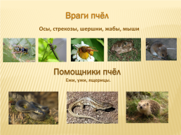 Проект по окружающему миру «Нужны ли пчелы человеку», слайд 15
