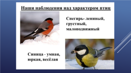 Зимующие птицы нашего края, слайд 16