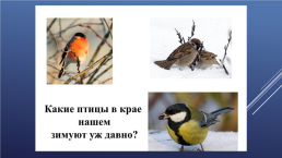 Зимующие птицы нашего края, слайд 2