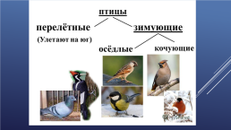 Зимующие птицы нашего края, слайд 4