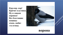 Зимующие птицы нашего края, слайд 7