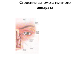 Строение глаза, слайд 8