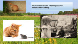 Домашние животные и их польза, слайд 39