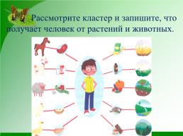 Какова роль растений и животных в жизни человека, слайд 15