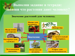 Какова роль растений и животных в жизни человека, слайд 17