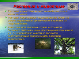 Какова роль растений и животных в жизни человека, слайд 27