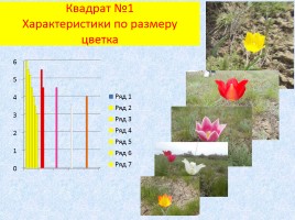 Проект «Дикий тюльпан», слайд 23