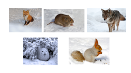 Животные зимой, слайд 2