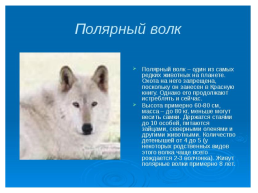 Животные севера, слайд 9