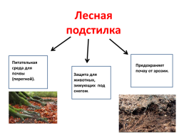 Лес – волшебный дворец, слайд 15