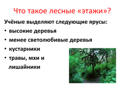 Лес – волшебный дворец, слайд 3