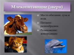Мир животных. Разнообразие животных, слайд 12