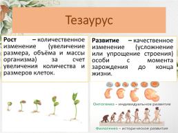 Рост и развитие организмов, слайд 4