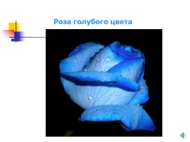 Цветы и цвета, слайд 2