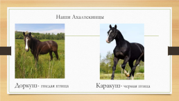 Скажи, лошадка, как тебя зовут… клички лошадей Ахалтекинской породы, слайд 3